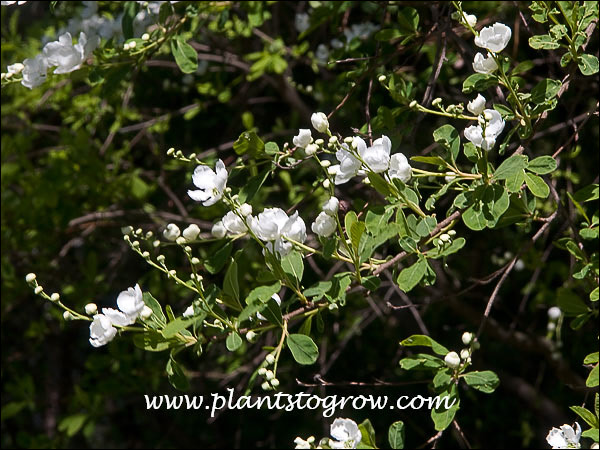 The unopened buds look like white pearls, hence the common name Pearl Bush. (May 3)